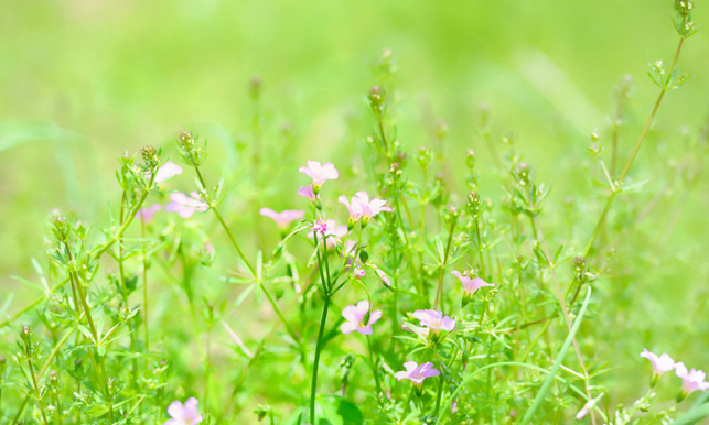 描写春天的优美诗句摘抄