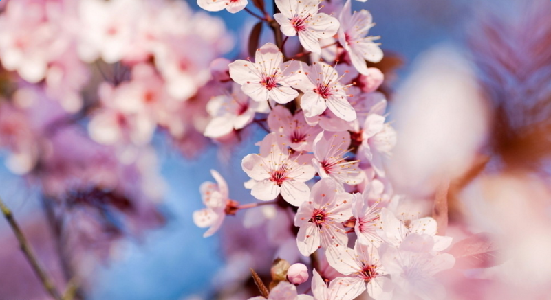 ʫ�������硤���ϡ���ز�����ĺ�����