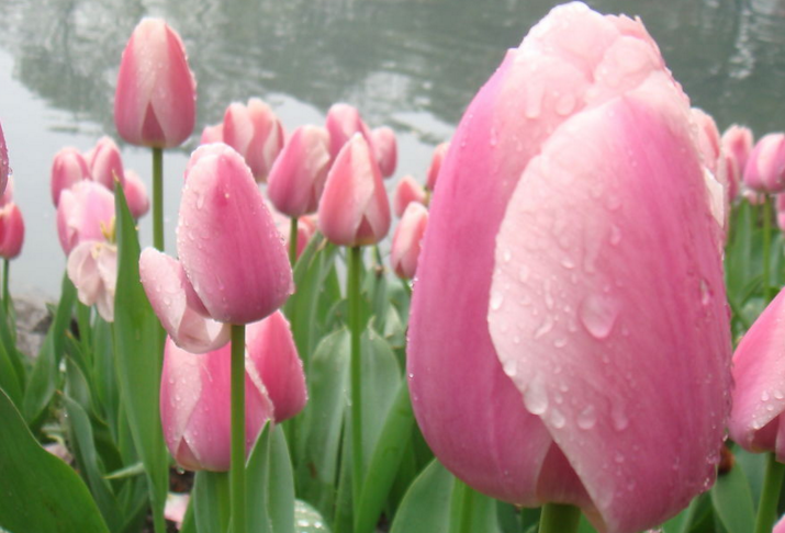 与春雨有关的诗句10句