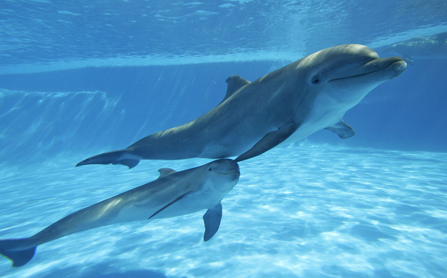 ��д����ĸ���Ӣ������