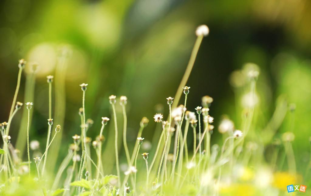 ��������Ҫ��Ӣ����������