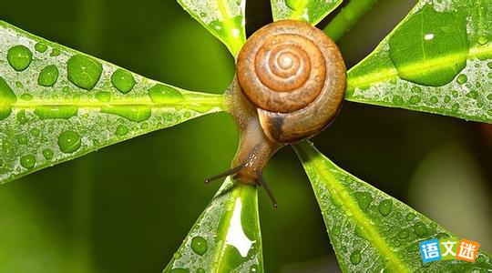 Ӣ�����ģ�����һֻС��ţ