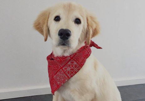 Ӣ�����ģ��ɰ���С�� Lovely Dog