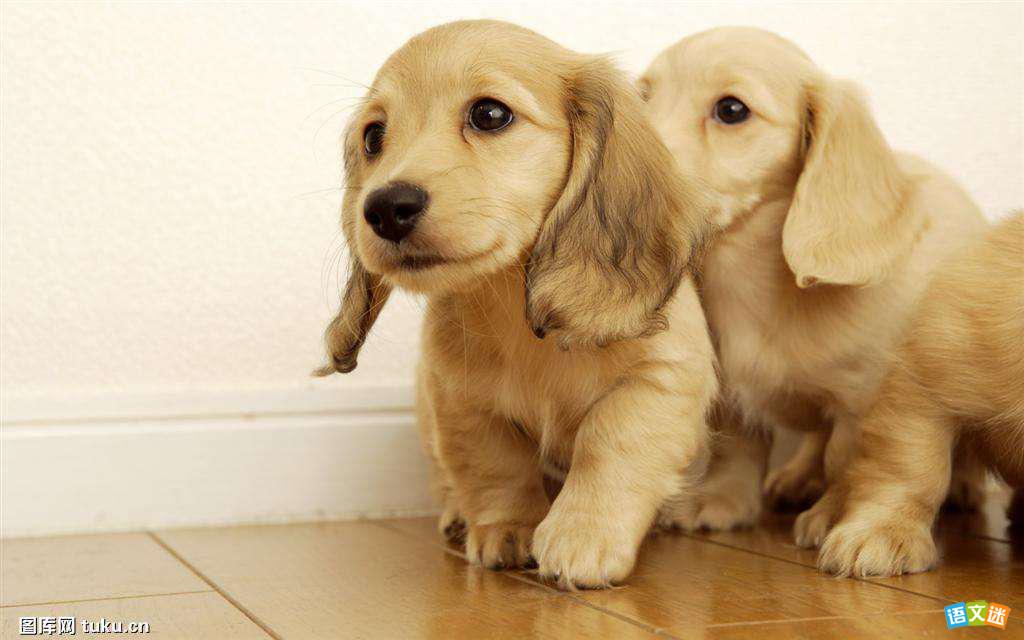 ������ĺû�Ӣ������