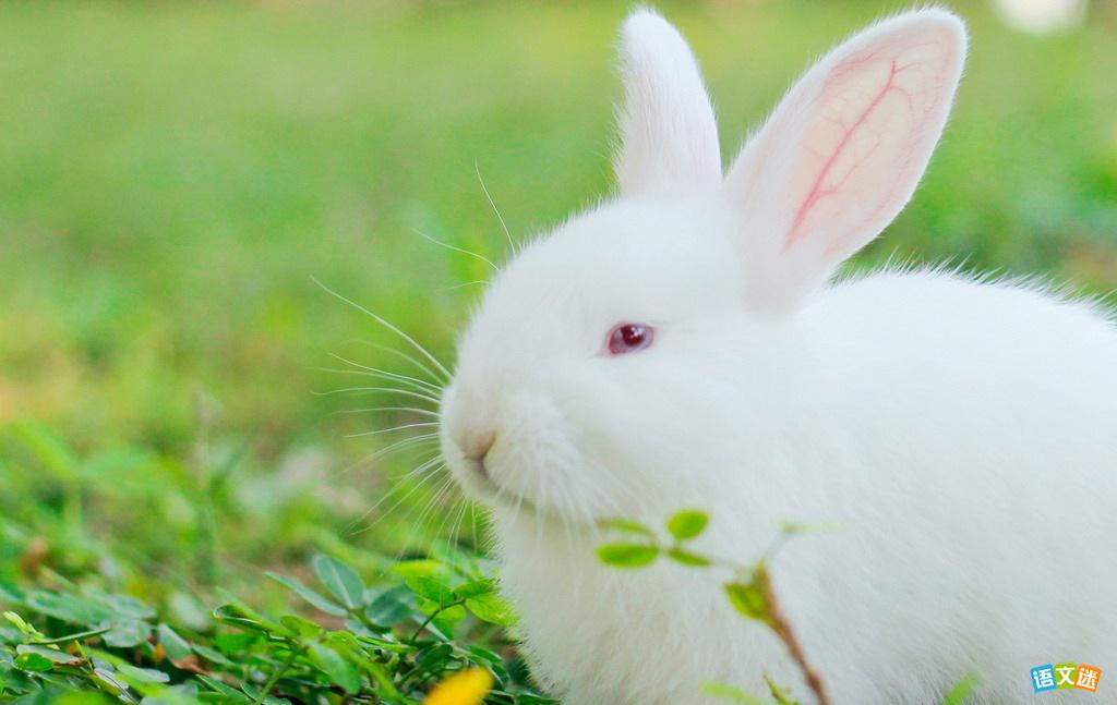 �йض����Ӣ�����ģ�С����