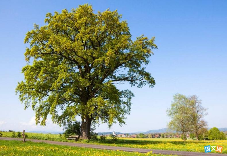 舒婷《致橡树》赏析
