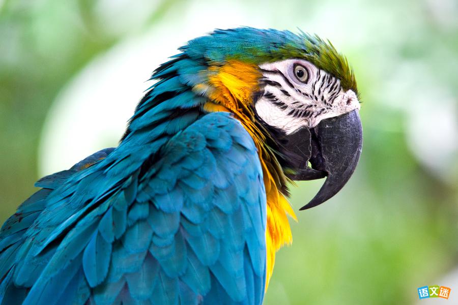 鹦鹉救火的寓言故事