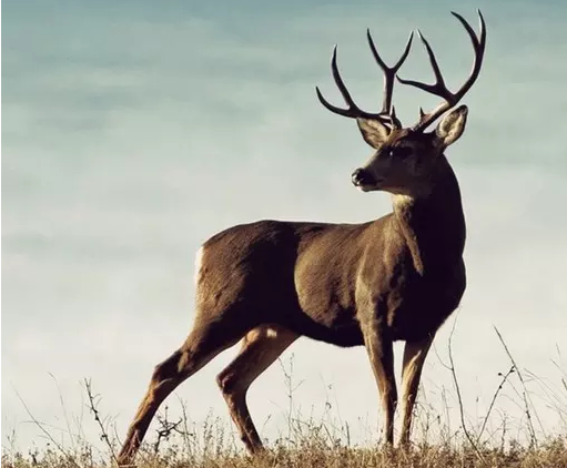 191500456385596f25c16bd8c231022.png 高分高考作文素材:人格