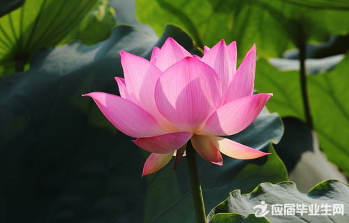 读荷花学生读后感