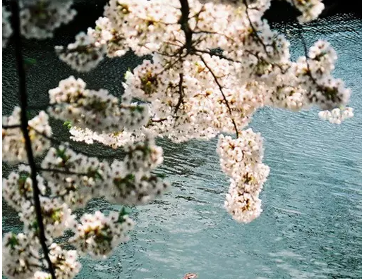 1501469827597e9c8377b0f865720.png 成语故事:魑魅魍魉