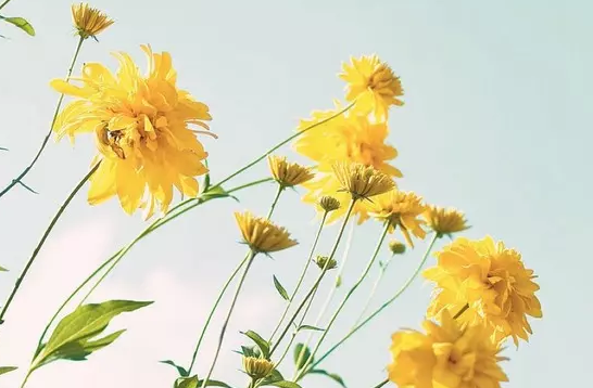 ���˹����زģ���ë�Ĺ���