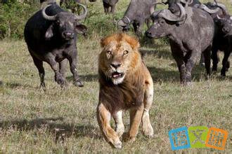 ˮţսʤʨ�ӵ���������