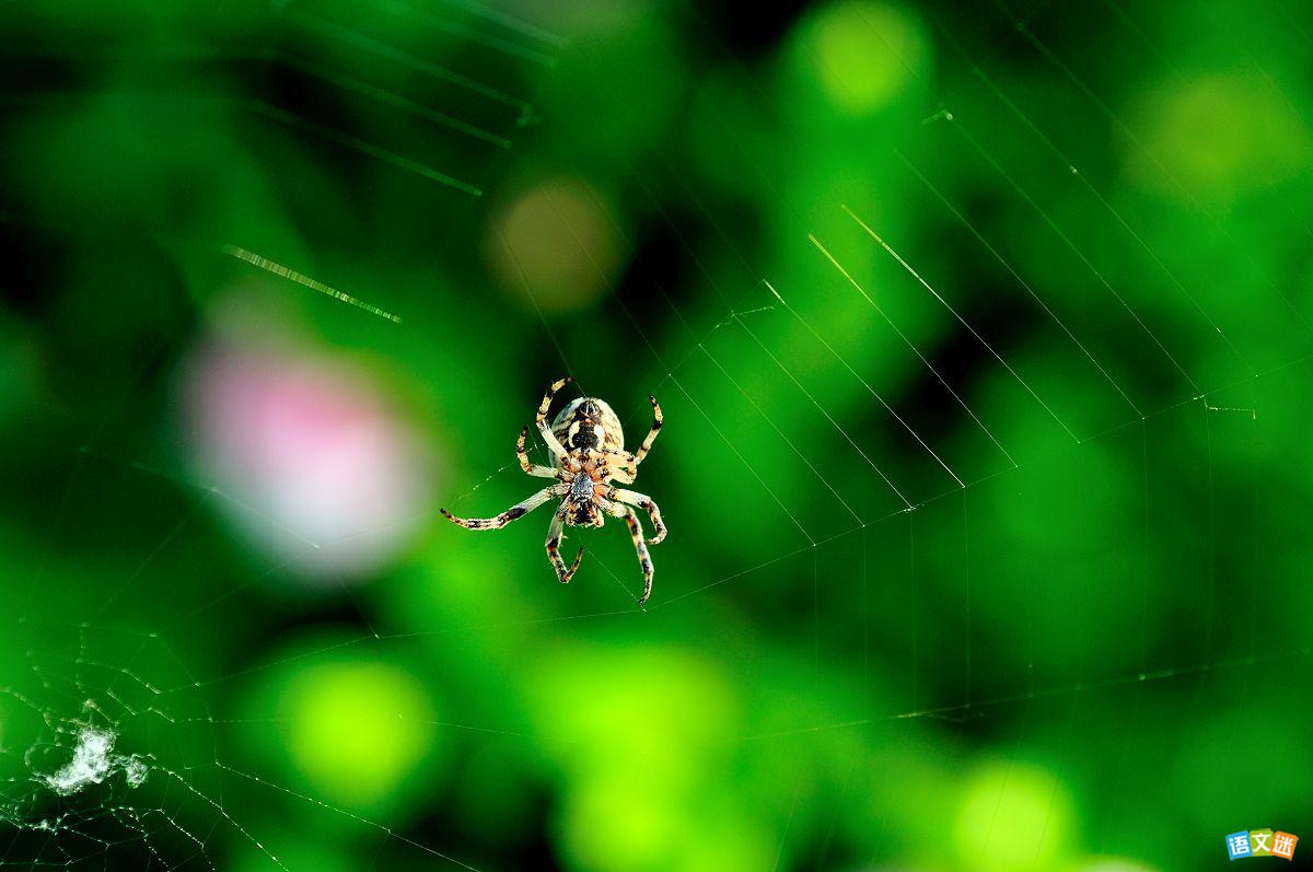 ��������һֻ֩��Ĺ���