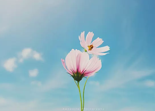 1501210359597aa6f7aa126164062.png 成语故事|视死如归