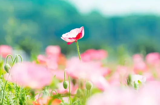 1501470296597e9e58df6b1406728.png 成语故事:才气无双