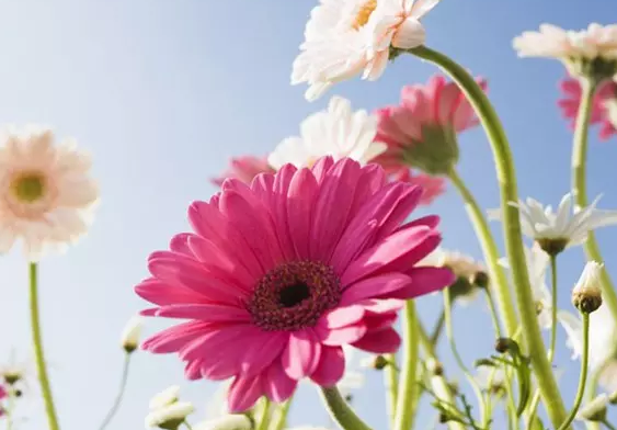 2515009509265976b18e75ad5916921.png 成语故事:短绠汲深