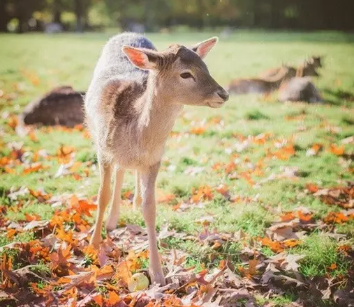 �߿�����д���زģ��Ļ�