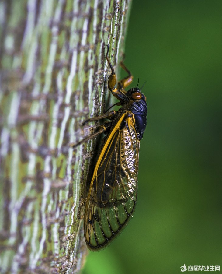 蚂蚁与蝉读后感