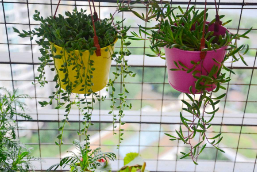 Ð¡Ñ§Ñø»¨ÈÕ¼Ç 2017×îÐÂÑø»¨ÈÕ¼Ç