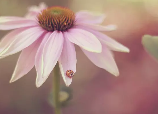 ����ĸ�����Ĳа¹ھ�