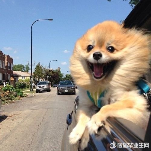 ���ڶ�����������