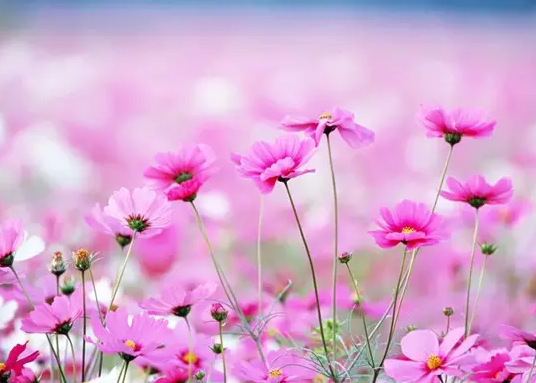 1501210472597aa768d2f5c520395.png 成语故事:十步芳草