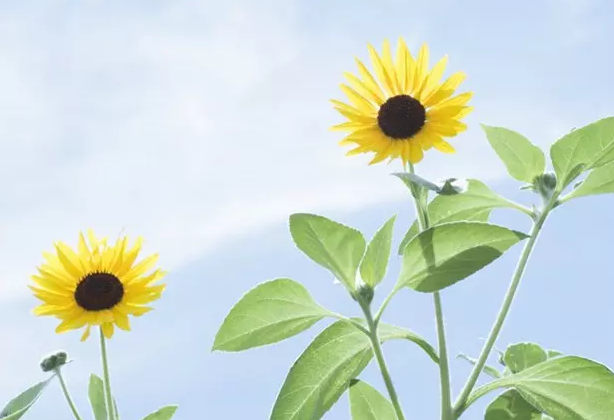 ��ѡ3�򾭵���������