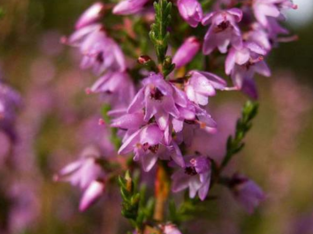 放弃是为了获得名人故事