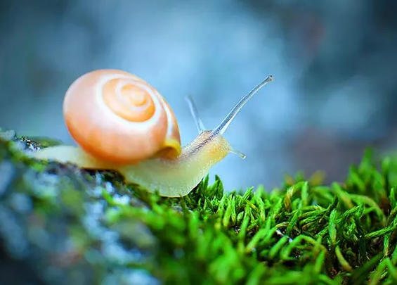 �߿������زģ���������˹