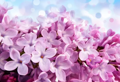 Ū�ɳ�׾�������