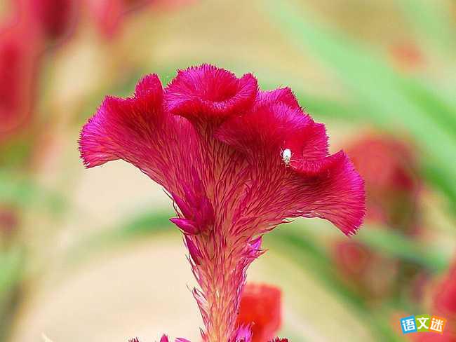 2017�߿���Ƭ�زĴ�ȫ