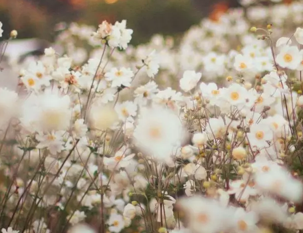 �߿����������زģ��ж�ƪ