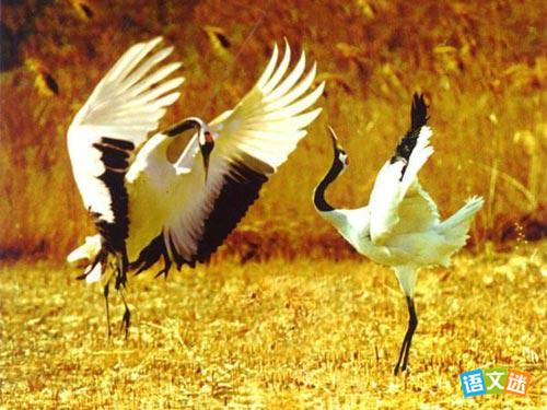 �ɺ�������Ԣ�����