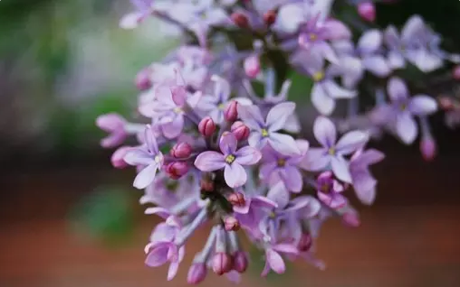 21150060354459716498d7046589389.png 成语故事-囫囵吞枣