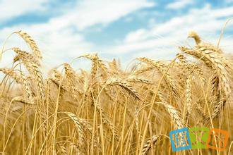 回报需要时间的哲理故事