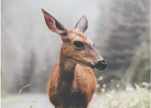 �߿����������زģ�����