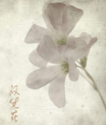 ˫���������