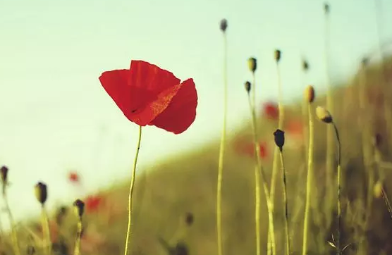 1501470196597e9df4274cf783307.png 成语故事:短兵相接