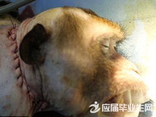 猴子换头手术成功(热点)