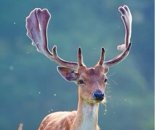 �߿����������زģ�˼��