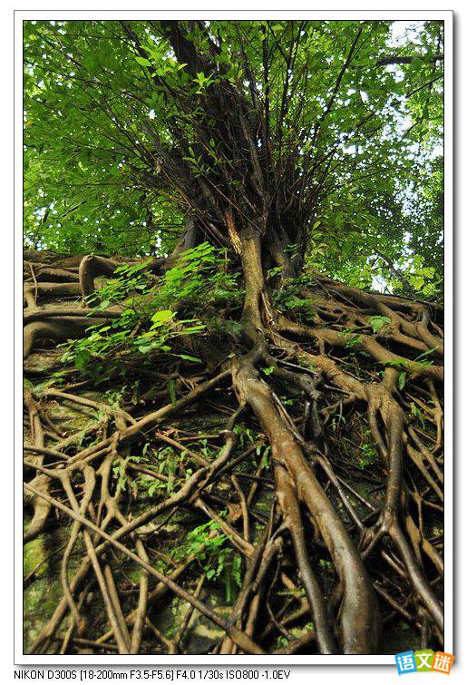 盘根错节的成语故事