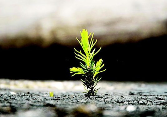 2017逆境成才高考作文素材