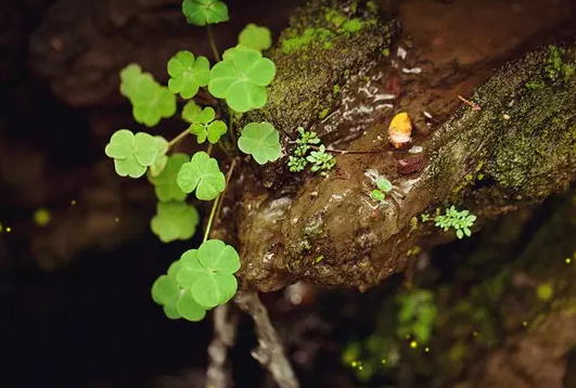 21150061728459719a449e79d133534.png 关于风土人情的高考写作素材