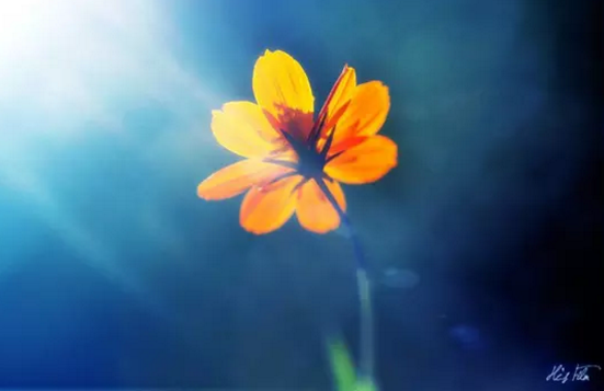 2515009566155976c7c7e0d77908654.png 中考写作素材:拼搏