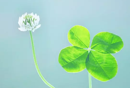 21150061753359719b3d2e5e1654656.png 写作素材作文结尾常用方法总结