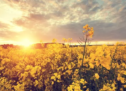 �Ž��������˹����ز�