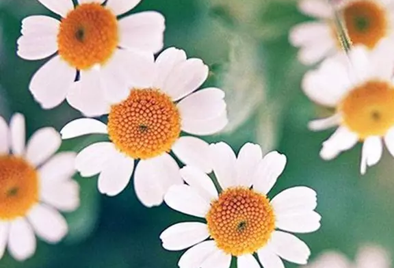 191500451242596f11aaee985501128.png 名人故事写作素材:三毛