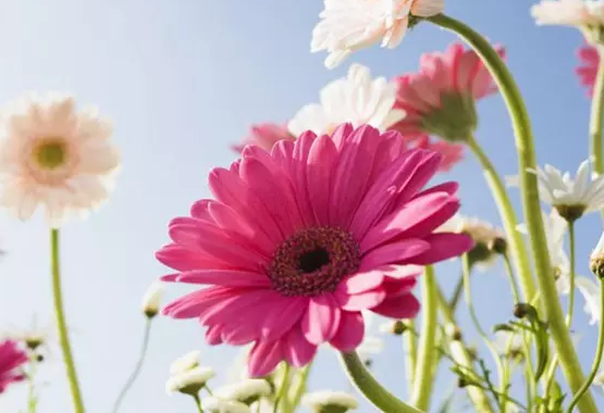 ֵ��˼������������