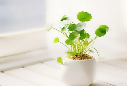 安静女子的说说