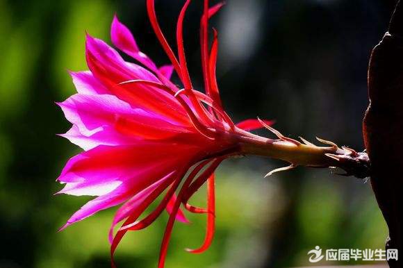 ���ŵ�΢��Ӱ�籾�������е�һ�ÿΡ�